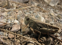 Calliptamus plebeius