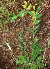 Crotalaria triquetra