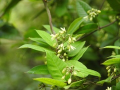 Metastelma lanceolatum