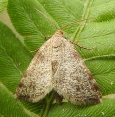 Macaria occiduaria