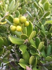 Jacquinia keyensis
