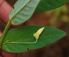 Crotalaria triquetra