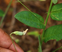 Crotalaria triquetra