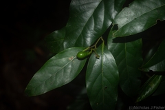 Cryptocarya erythroxylon
