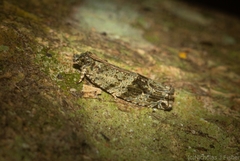 Metrioglypha phyllodes