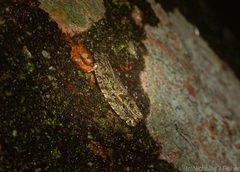 Metrioglypha phyllodes