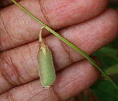 Crotalaria triquetra