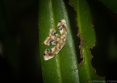 Holocryptis phasianura