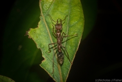 Myrmecia comata