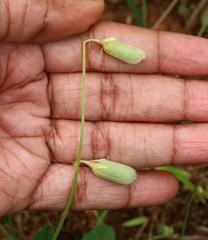 Crotalaria triquetra