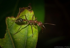 Myrmecia comata
