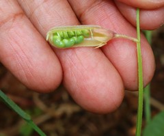 Crotalaria triquetra