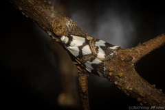 Thallarcha staurocola