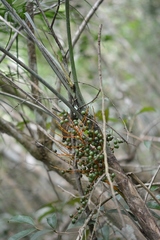 Chamaedorea glaucifolia