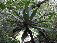 Agave kewensis