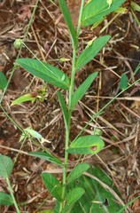 Crotalaria triquetra