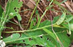 Crotalaria triquetra