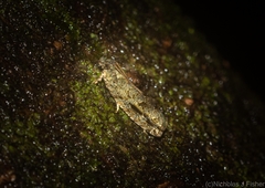 Metrioglypha phyllodes