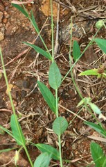 Crotalaria triquetra