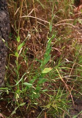 Crotalaria triquetra