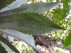 Agave kewensis