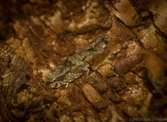 Metrioglypha phyllodes