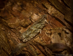 Metrioglypha phyllodes