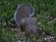 Sciurus carolinensis