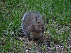 Sciurus carolinensis
