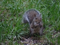 Sciurus carolinensis