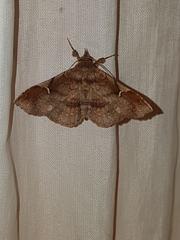 Azeta repugnalis