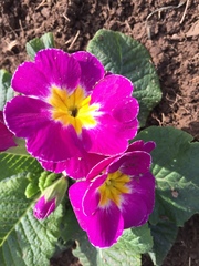Primula