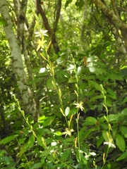 Echeandia breedlovei