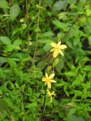 Echeandia breedlovei