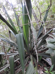 Furcraea guatemalensis