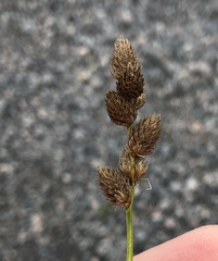 Carex cumulata