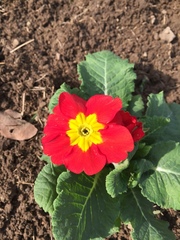 Primula