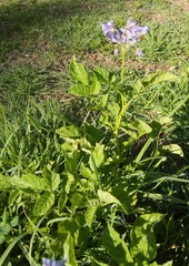 Solanum brevicaule