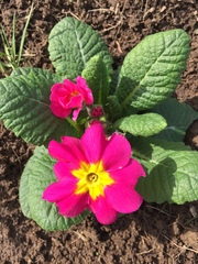 Primula