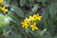 Electranthera mutica