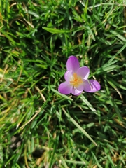 Crocus