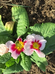 Primula