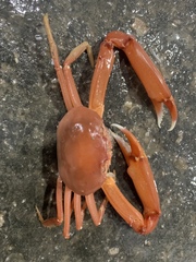 Carcinoplax longimanus