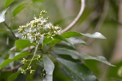 Critonia hospitalis