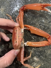 Carcinoplax longimanus