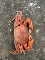 Carcinoplax longimanus