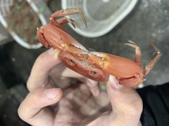 Carcinoplax longimanus