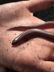 Glaphyromorphus punctulatus