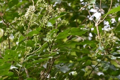 Critonia hospitalis