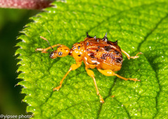 Hoplapoderus